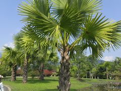-中国科学院西双版纳热带植物园