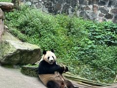-都江堰中华大熊猫苑