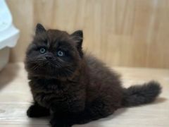 -欣宠猫屋·矮脚拿破仑·蓝金金渐层