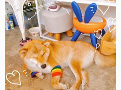 -隹木咖啡馆(宝龙广场店)