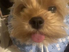 -申普宠物医院·心脏介入·心血管微创(总院)