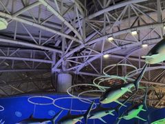 -烟台海昌鲸鲨海洋公园