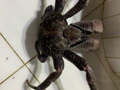 -海盗餐厅