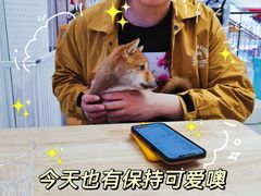 -柴犬小屋·柴餐厅·狗咖食堂(金鼎广场店)