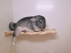 -龙猫仔乐园(惠福东路店)