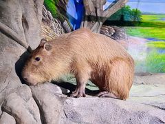-正佳雨林生态植物园