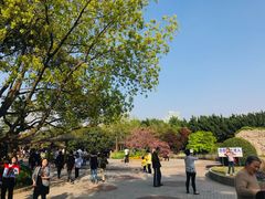 -嘉定紫藤园