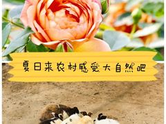 -前小桔亲子创意农场·草莓采摘·露营烧烤