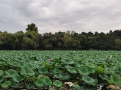 -长春市南湖公园