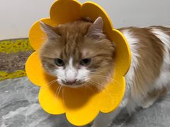 -芭比堂动物医院·犬猫全科·异宠专科(雁塔分院)