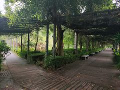 -大屏嶂森林公园