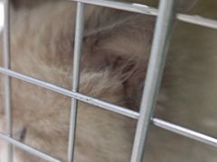 -心仪动物医院·牙专科·肿瘤·心脏科(西客站院)