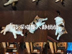 -猫岛主趣味餐厅(鼓浪屿店)