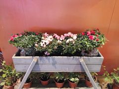 -咕嘟草帽鱼·牛奶一样的鲜鱼汤(包河万达广场创始店)