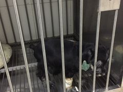 -中农大我爱我爱动物医院(甜水园店)