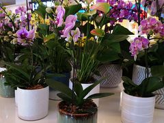 -茶马花街(城西银泰城店)