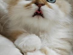 -十月米努特矮脚猫舍