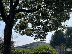 -龙坞茶村