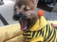 -逗柴咖啡屋·狗咖猫咖宠物桌游