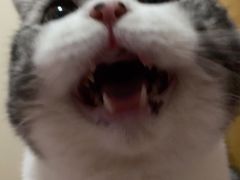 -宠爱国际动物医院· 猫科· 外科·中兽医(长白店)