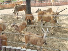 -石家庄市动物园