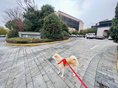 -上海崇明金茂凯悦酒店