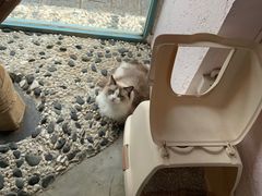 -喵屿·大理花园猫咖