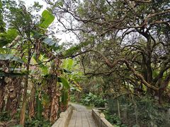 -开平碉楼文化旅游区马降龙景区