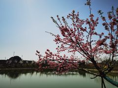 -武汉紫薇都市田园