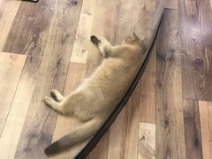 -袖虎·猫馆(体育西路店)