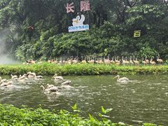 -广州长隆飞鸟乐园