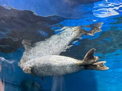 -上海海洋水族馆