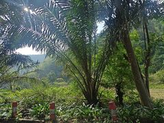 -西双版纳原始森林公园
