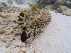 -东姑阿都拉曼海洋公园