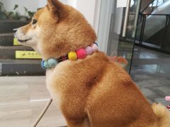 -柴迷FANS CLUB·柴犬狗咖·猫咖