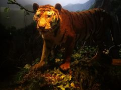 -陕西自然博物馆