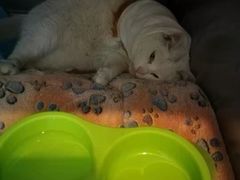 -伟伟宠物医院·CT影像中心·瑞派犬猫综合性门诊(汉口总院)