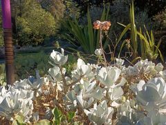 -墨尔本皇家植物园