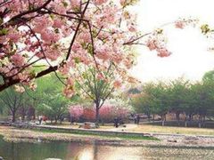 -合肥滨湖国家森林公园