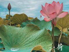 -嘉北郊野公园