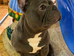 -more than meow吴止猫主题餐厅(承德 中船汇店)