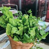 状小元鸡煲