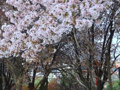 -香积寺