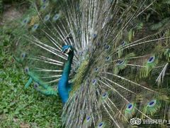 android_upload_pic-吉隆坡雀鸟公园