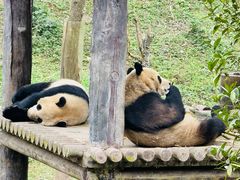-中国大熊猫保护研究中心雅安碧峰峡基地