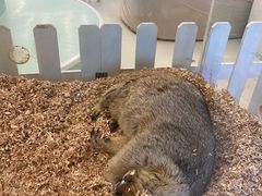 -怪兽屋·羊驼·猫咖·狗咖(俊华广场店)