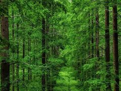 -黄海国家森林公园