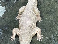 -清迈夜间动物园