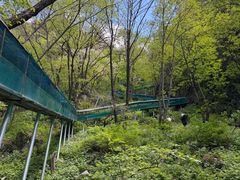 -王顺山国家森林公园