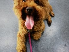 -爱侣宠医·鹦鹉专科·小型哺乳类·异宠专科(灵石路店)